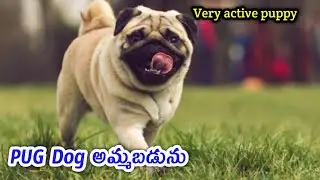 top quality pug dog for sale in telugu/ 98484 87414 /aj pets