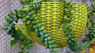 How to Care Sedum Burros Tail/Baby Donkey's tail Growing Tips & Poting mix/#succulent