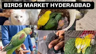 BIRDS MARKET HYDERABBAD ( Qila ) Pakistan Sindh 🇵🇰. (17 February 2023 )