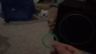 Cat heroics