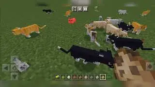 Minecraft & Spawn Cat's #meme #memes