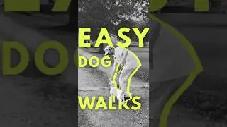 Stop Dog Pulling on Leash Fast | Step-by-Step Guide