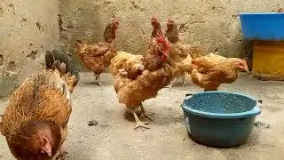TWORORE KIJAMBERE//INKOKO ZORORWA GUTE?