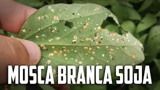 MOSCA BRANCA NA SOJA - 25 sacas por hectare de prejuízo