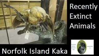 Recently Extinct Animals- Norfolk Island Kaka