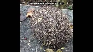 2nd rescued underweight wild hedgehog from Buckinghamshire - Hornbeam Wood Hedgehog Sanctuary