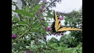 FALL Backyard Orchard Tour - Part 2