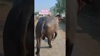 Himmat Dairy Farm👍#Village-Sisar(Haryana) #ytshort