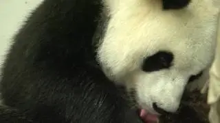 Pairi Daiza (Belgium) - Feeding Giant Panda honey to help cub