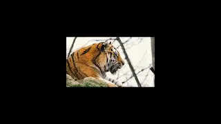 Mind relaxing animal Ambiance