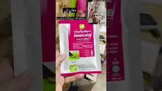 Magicate altiga is best for rice crop plant hopper, sucking insects and brown and white root aphids