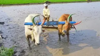 Bullock working in Mud | Bullock ploughing the field