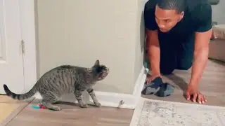 Unpredictable cats add drama to your life 😂 Funny Cat and Human