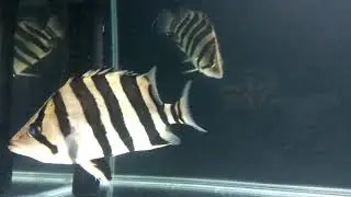 Indonesian Datnoid, Datnioides microlepis