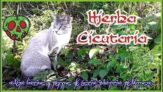 🌿Paseo botánico de plantas venenosas y medicinales que pueden estar cerca de ti 🌿