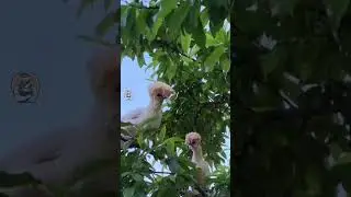 Ağa&ccedil;taki Kuş Değil Tavuk! 😳🐔