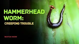 Hammerhead Worm Discovery | Rare & Strange Invertebrate Behavior | #bug #wild #animals