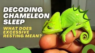 What Does It Mean When a Chameleon Sleeps a Lot?