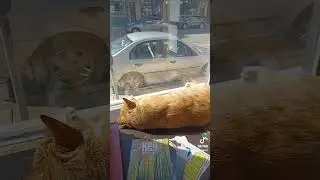 Sunny 🌞 Bookstore Cats