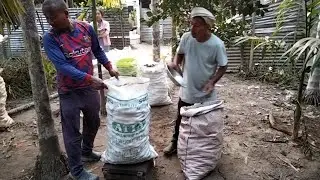 Plucking betelnuts from tree | Making ready for sell to buyer.