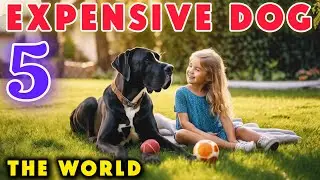 🤯Five dogs that only the rich can buy! The most expensive dogs in the world.