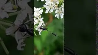 Parasitoid Wasps - Ichneumon jaculator - R&aacute;nvespa - Geitungar - Skord&yacute;r - Flugur