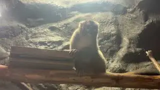 ヨザル上野動物園