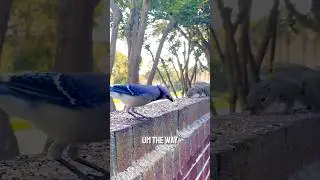 More Bluejays #connectwithnature