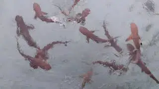 Baby sharks in Bahia Tomini