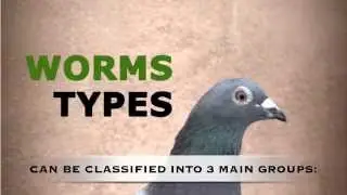 Chap. 7 - How to keep our pigeons free of parasites (Worms). Mercasystems.com
