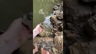 Exploring new creek fishing spots-smallie release.  #creekadventure #creek #freshwaterfish #fishing