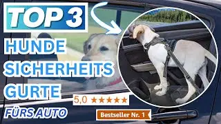 Beste HUNDE SICHERHEITSGURTE F&Uuml;RS AUTO (Testsieger 2026) | Top 3 Auto Hunde Gurte Vergleich