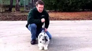Private Puppy Training &bull;  Personal Puppy Coach Program