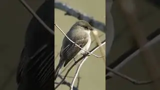 Eastern Phoebe