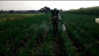 First Spray On Onion After 28 Days