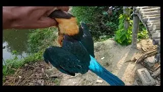 Traditional Bird Trap Technology || Bird Trap Using Net On The Pond || kingfisher ||