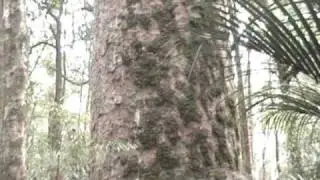 Kauri Forest