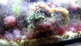 Mithrax sculptus eating algae