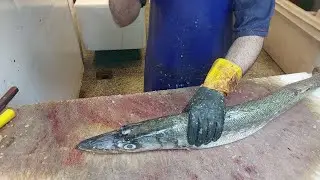 best and easiest way to clean barracuda fish | How To Fillet Barracuda Fish
