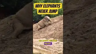 Why Elephants Never Jump#animals #funnyanimals #elephant