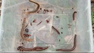Satisfying Insects Video : Dangerous Millipedes Vs Centipedes | Daily insect |