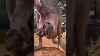 O QUE TEM NA BOLSA DE UM CANGURU? 🤔