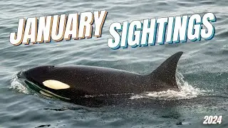 JANUARY WHALE WATCHING SIGHTINGS **We saw orcas!!**