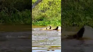 ЯГУАР ПРОTИВ КРОКОДИЛА 🤯