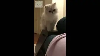 Using pet stairs to help cats scare humans