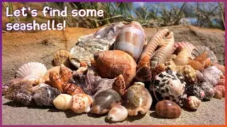 Finding Seashells at Two Beaches | Big Keyhole Limpet [Virtual Shelling]