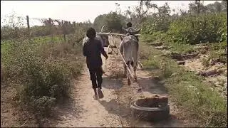 #cow #ox #farming #oxbull #comedy #oxcart #bull #oxrace #oxlover #vloges#gujarativloges