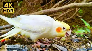 Cockatiel Adventure: 1 Hour of Forest Exploration & Happy Chirping