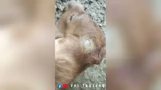 Disbudding in Calf | Dehorning | Disbudding With Persa Cream | Disbudding Easy Method | Vet Tauseeq