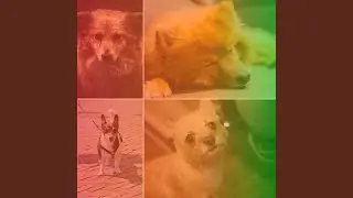 Excellent Dog Relaxation Sessions